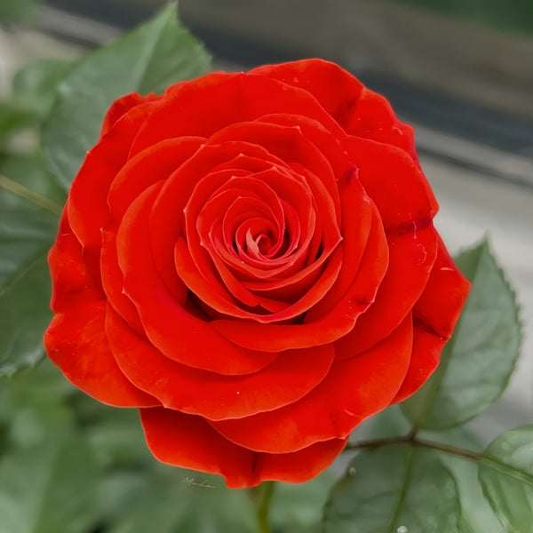 Stunning Bubble Rose Plant|惊艳泡泡 – Rose_Explosion