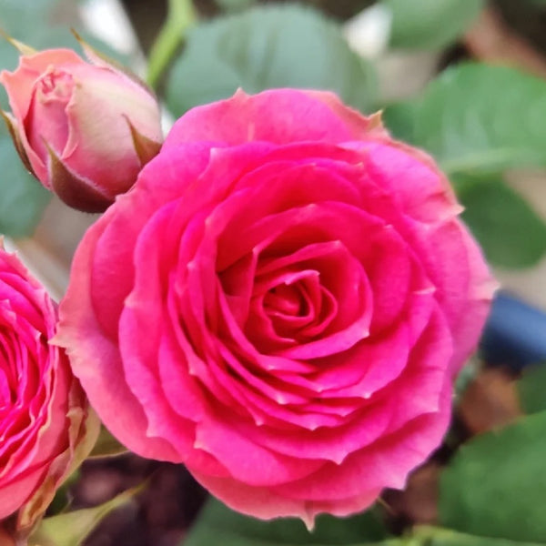 Super Sensation Rose Plant｜粉多头 – Rose_Explosion
