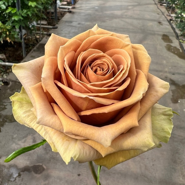 ロージーモンスター　teddy boavest Teddy's Rose Plant｜泰迪熊 – Rose_Explosion