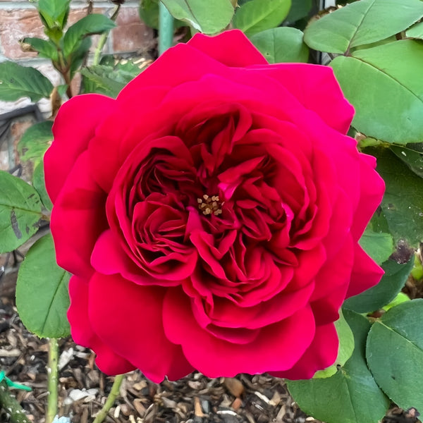 Tess of the d'Urbervilles Rose Plant|德伯家的苔丝 Tess of the d'Urbervilles Rose Plant|德伯家的苔丝