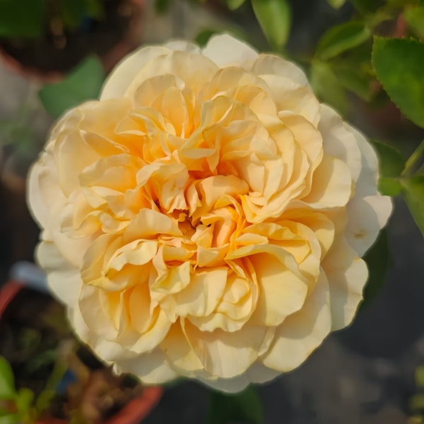 tie dye rose seeds Tie Dye Rose Plant|扎染 – Rose_Explosion