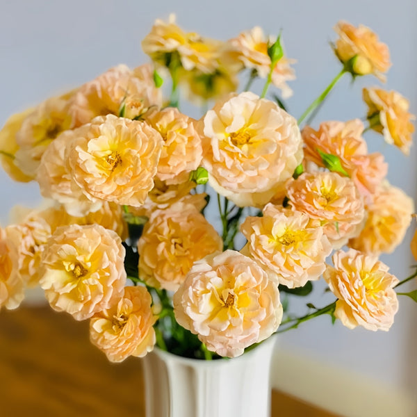 ステキなバラ♡ ぺ Tsukitohana Rose Plant|花月/月亮之花 – Rose_Explosion