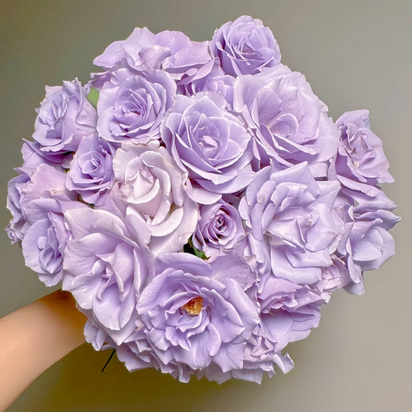 Turn Blue Rose Plant|转蓝-Pre Sale – Rose_Explosion
