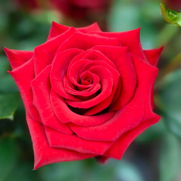 Vulcan Rose Plant｜火神 Rose Explosion