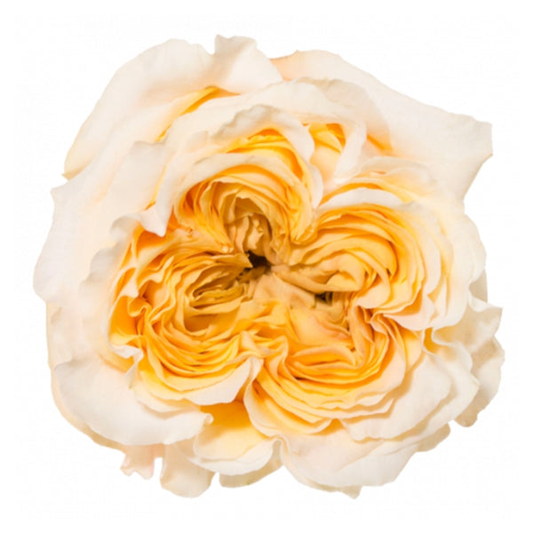 Wedding X-Pression Rose Plant｜婚礼激情 – Rose_Explosion