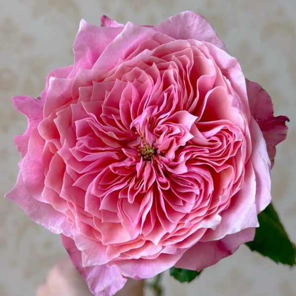 ROSEページ WeiZifu Rose Plant|卫子夫 – Rose_Explosion