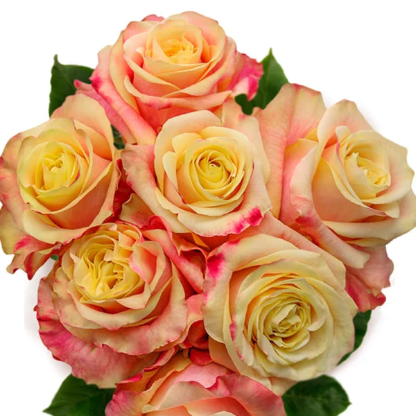 WildCrownRose5_600x600.jpg?v=
