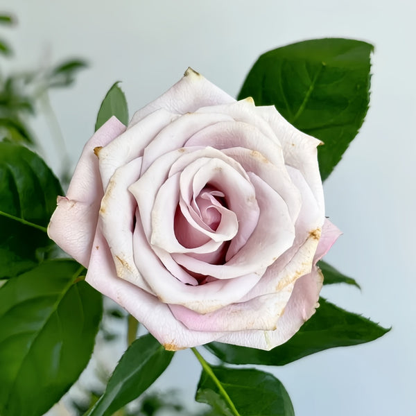 Wild Moss Rose Plant|野生苔藓 – Rose_Explosion