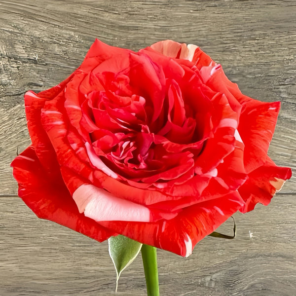 Wild Cat Rose|野猫 – Rose_Explosion