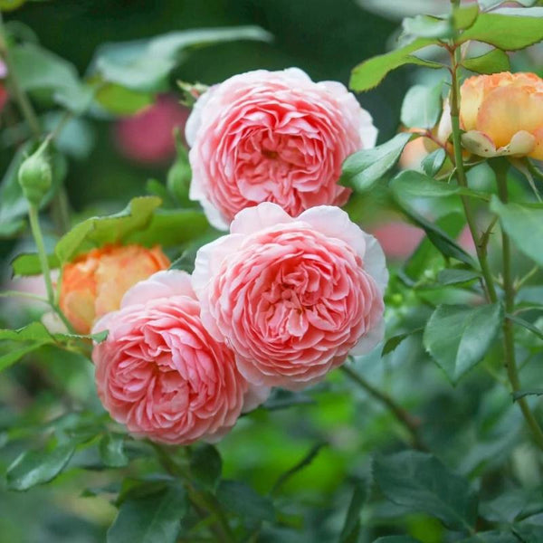 David Austin William Morris Rose: Apricot-Pink Climber/Shrub | Buy