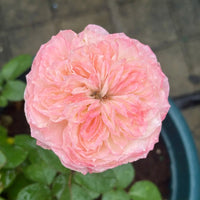 Xiaoliwo Rose Plant | 小梨涡