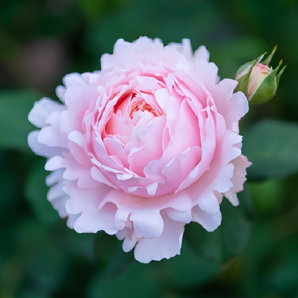 roseページ Yanzi Rose Plant|妍姿 – Rose_Explosion