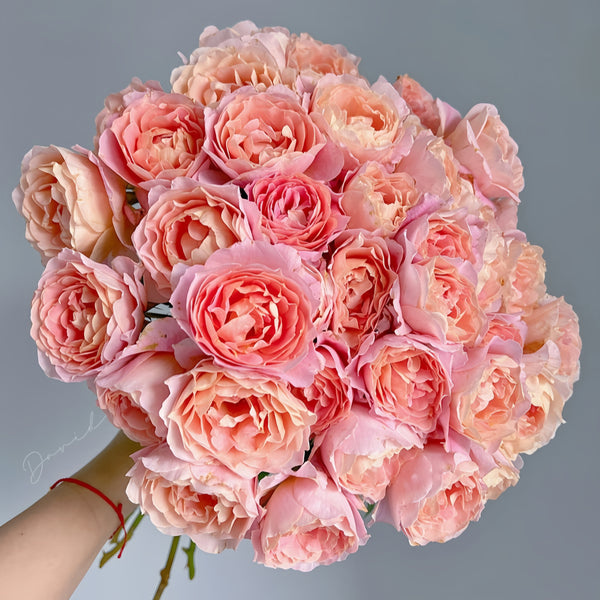 Zhiqiu Rose Plant|知秋 – Rose_Explosion