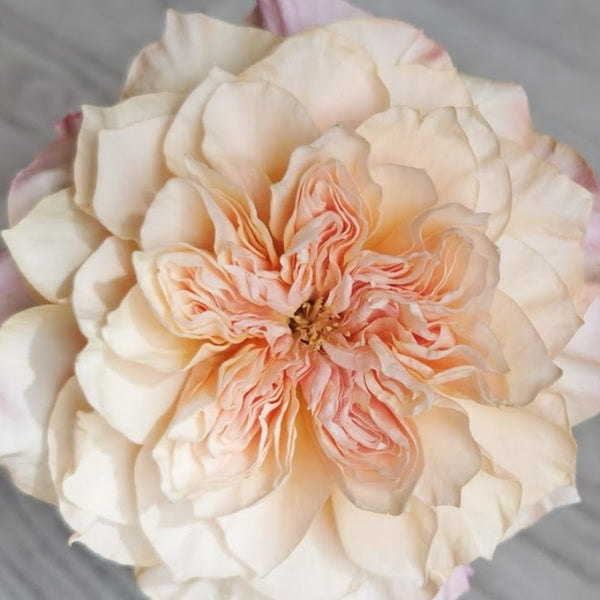 issei6_600x600.jpg?v=1733630264