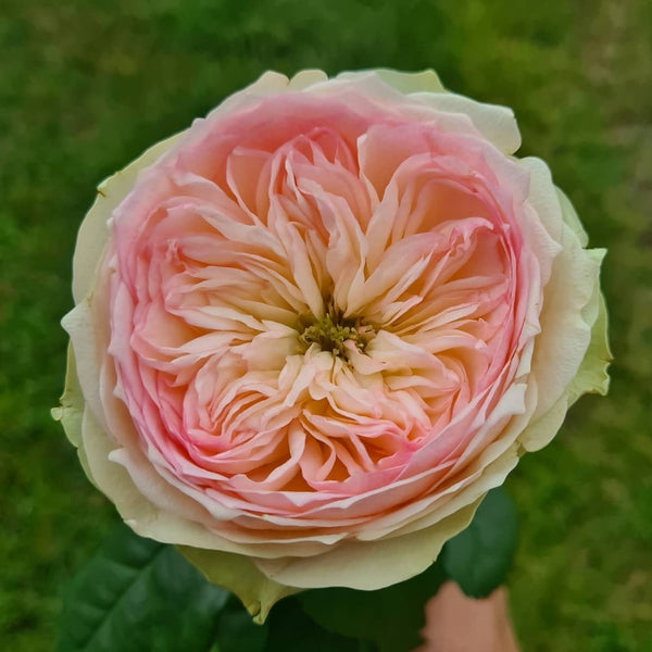 Pinky Pie Rose Plant｜粉红派 – Rose_Explosion