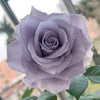 Discovering the Beauty of Purple Roses: A Collector’s Guide