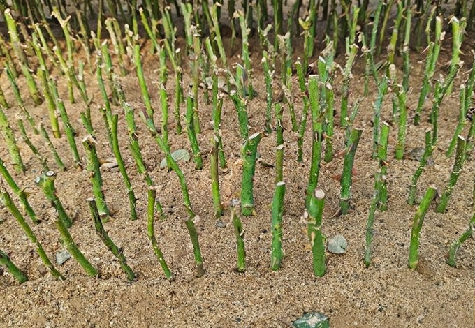 Mastering the Art of Winter Rose Propagation