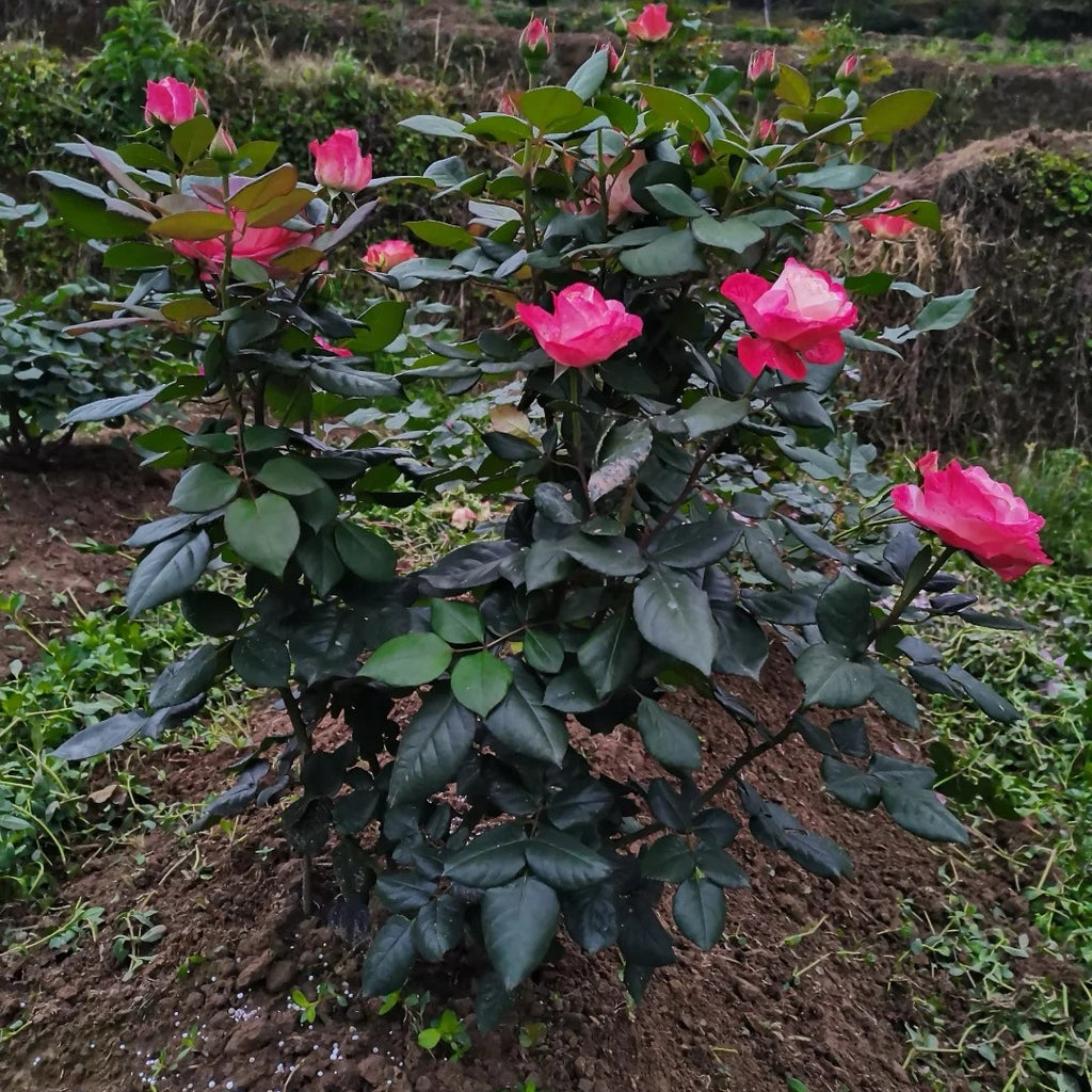 When and How to Apply Winter Fertilizer to Roses