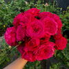 Alec’s Red Rose – The Timeless Symbol of Love, Strength, and Passion