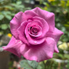 A Detailed Analysis of the Advantages and Disadvantages of Angel Face Rose