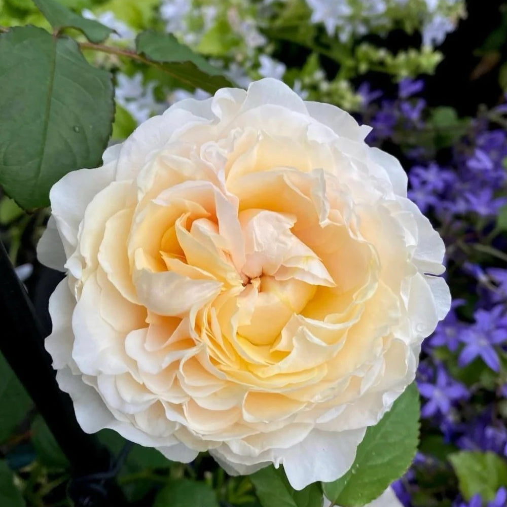 Winter Care for Roses: Tips for a Springtime Bloom