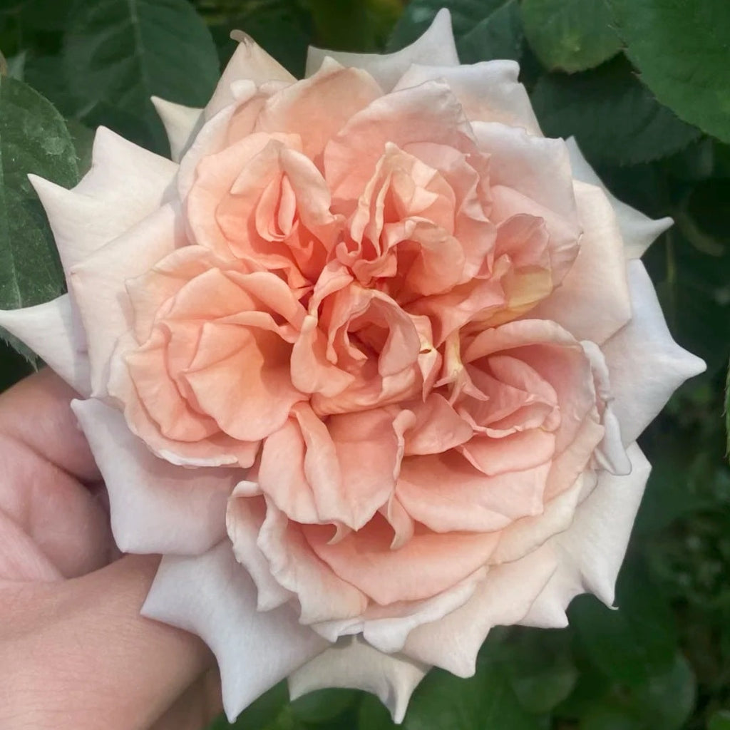 Ariel Rose Plant: Cultivating Elegance and Year-Round Blooms