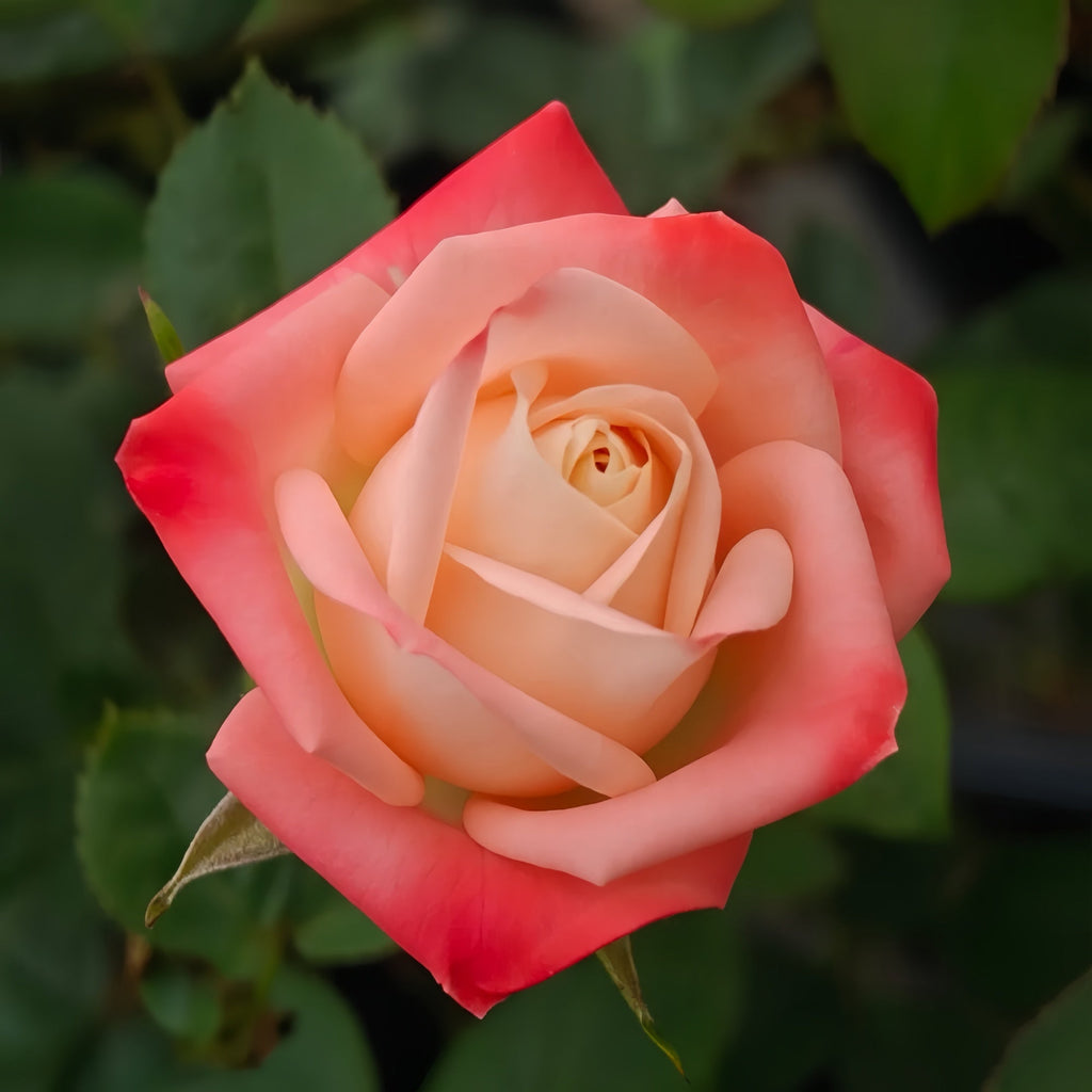 Autumn Twilight Rose Plant: High-Impact Blooms for Professional Growers