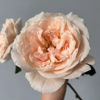 Baili Tian Rose Plant: The Elegant New Cut Flower for Discerning Growers