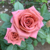 The Timeless Charm of Barista Rose – The “Coffee Latte” Beauty from Germany