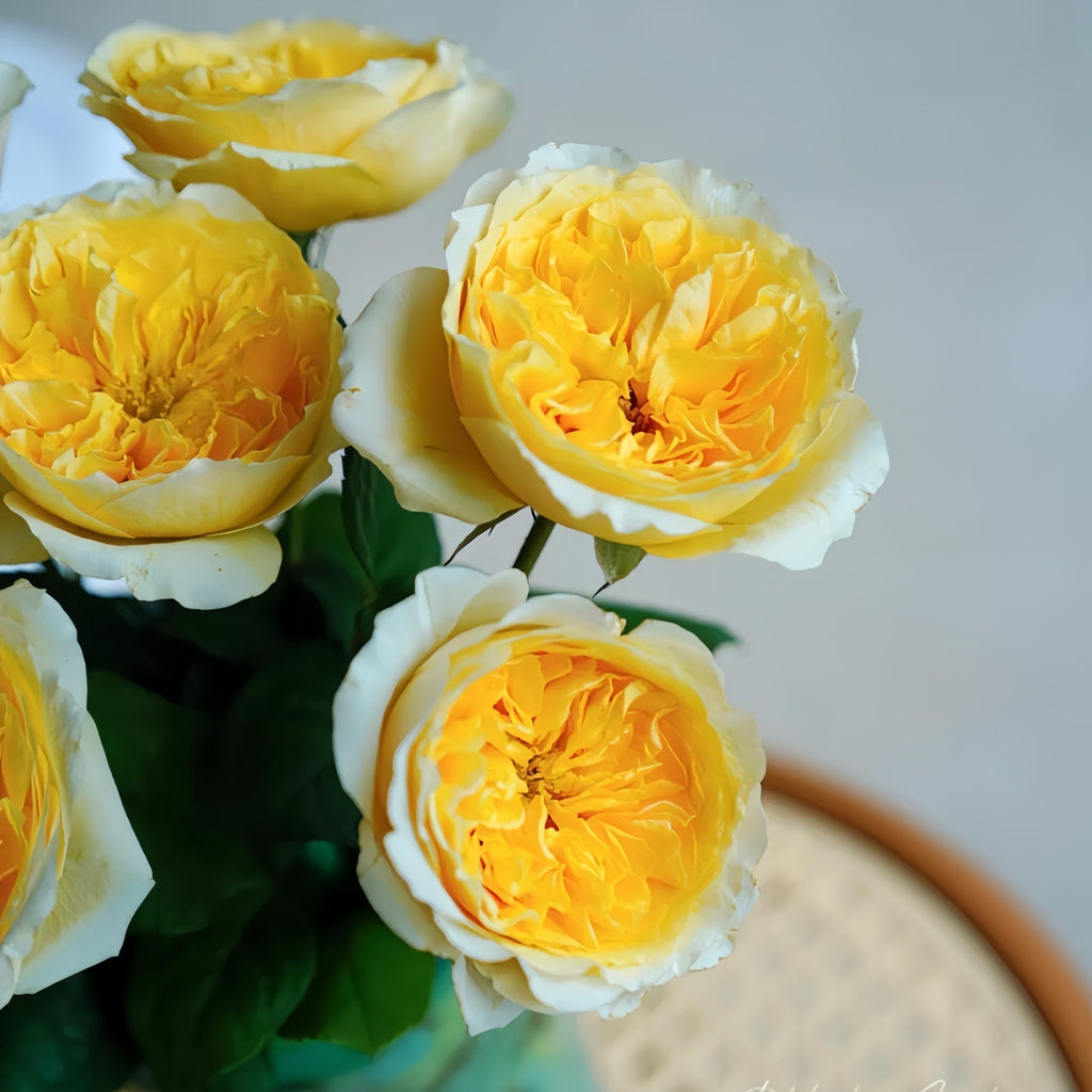 Beatrice Rose (David Austin) – A Sun-Kissed Apricot Beauty With a Bright, Citrusy Perfume