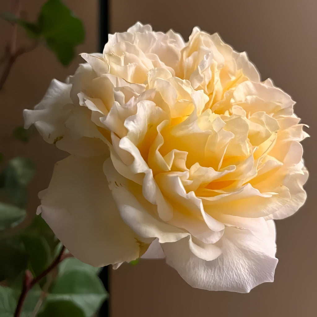 🌼 Beatrice Rose – Classic Apricot-Yellow Shrub Rose 🌼