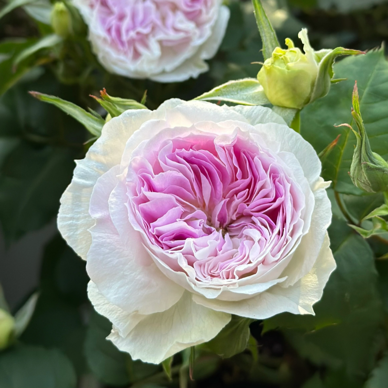 How to Plant Bare-Root Shrub Roses: A Step-by-Step Guide from David Austin Roses