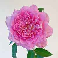 Borneo Odore Rose Plant: The Award-Winning Fragrance for Your Garden