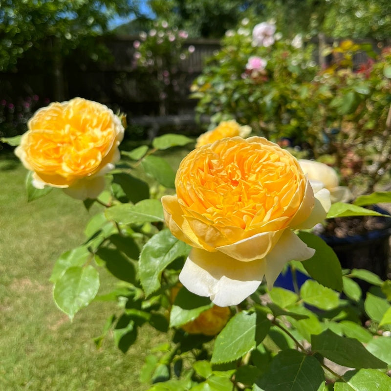 The Lovely Rose: A Timeless Beauty in Every Garden – Rose_Explosion