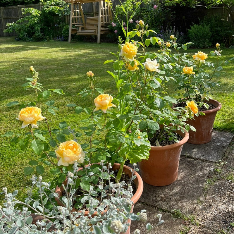 January Rose Care Guide: Do These Right and Make Your Roses Shine!