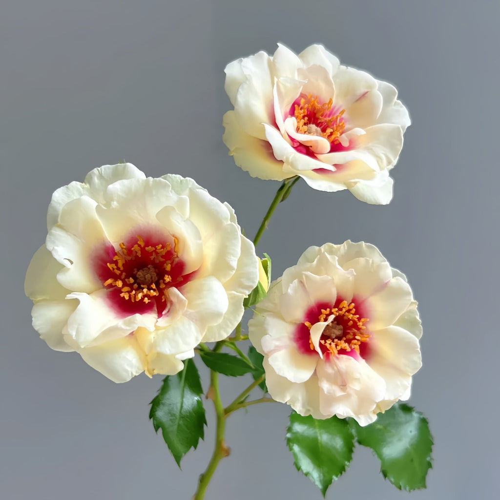 Bul's Eye Rose Plant: The Multicolored, Thornless Beauty for Your Garden