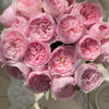 Carey Rose Care Guide: How to Grow the Stunning Keira Rose