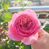 How to Grow Carey Rose Better: The Importance of Disbudding and Pinching