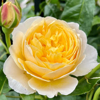 Charlotte Rose Plant (David Austin): The Classic Yellow English Rose for Your Garden