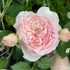 Cheryl Rose Plant: The Robust Bloom Your Garden Deserves