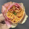 Coffea Arabica Rose Plant: The Distinctive Retro Bloom for Discerning Growers
