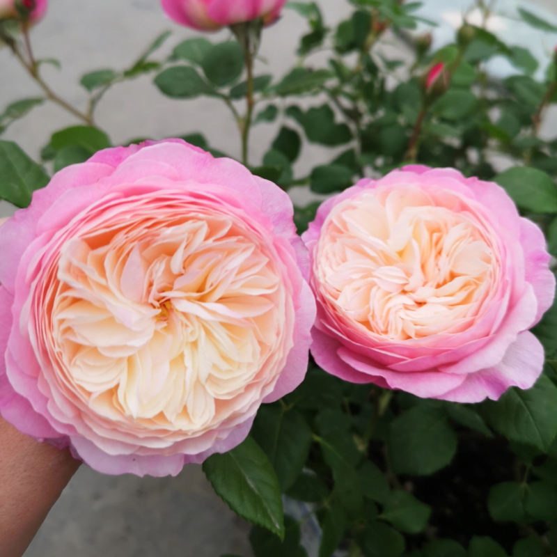 A Comprehensive Guide to Growing and Caring for Roses