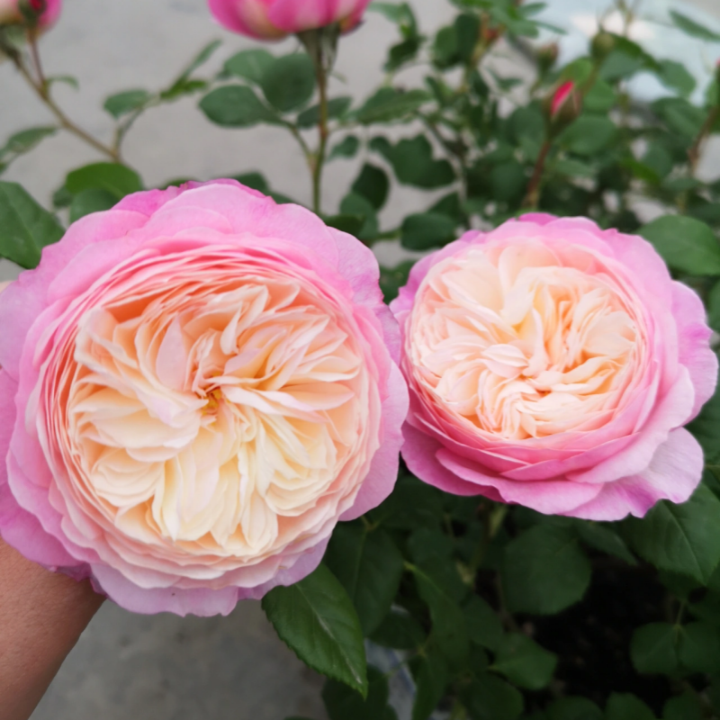 Crestation Roses A Comprehensive Guide to Growing and Caring for Roses – Rose_Explosion