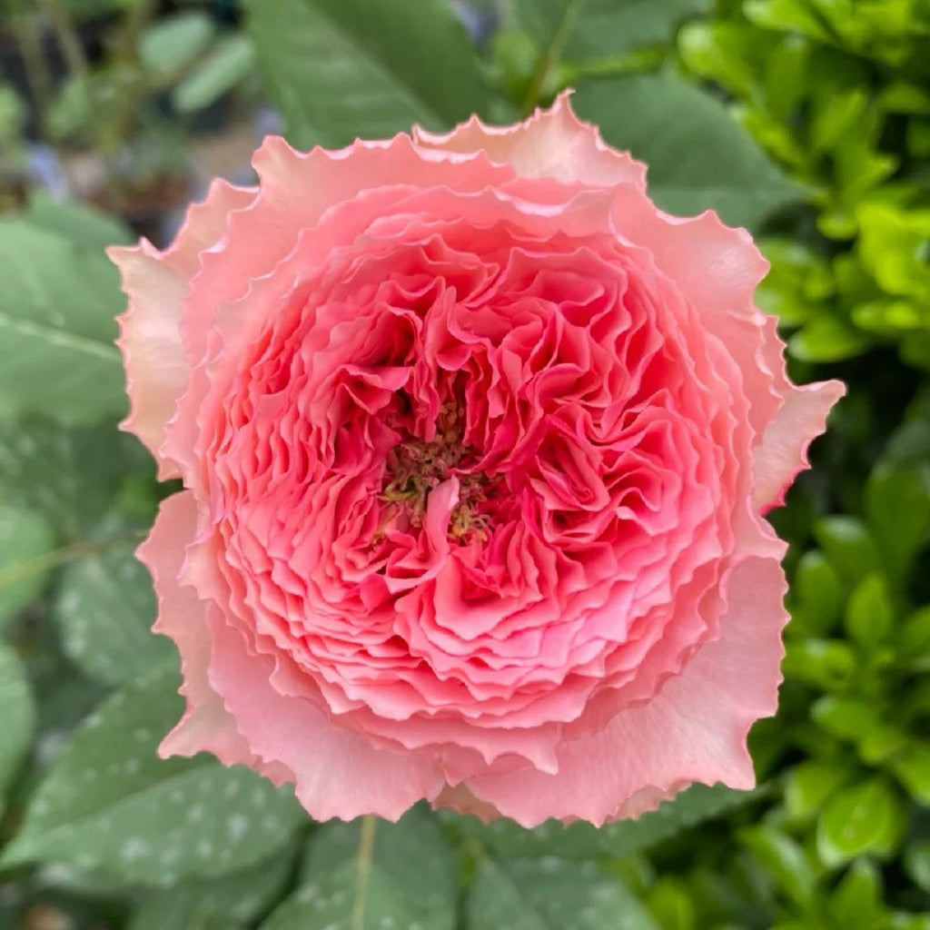 Corona Rose Plant: Elevate Your Garden with Japanese Elegance