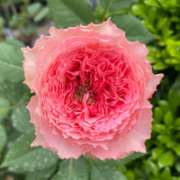 Corona Rose Plant: Elevate Your Garden with Japanese Elegance