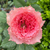 Corona Rose Plant: Elevate Your Garden with Japanese Elegance