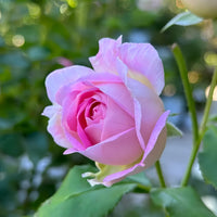 Couleur de lamour Rose Plant: Elegant Beauty for Every Garden?