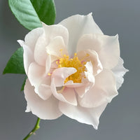 Coup de Coeur Rose Plant: The Unforgettable, Disease-Resistant Beauty Your Garden Needs