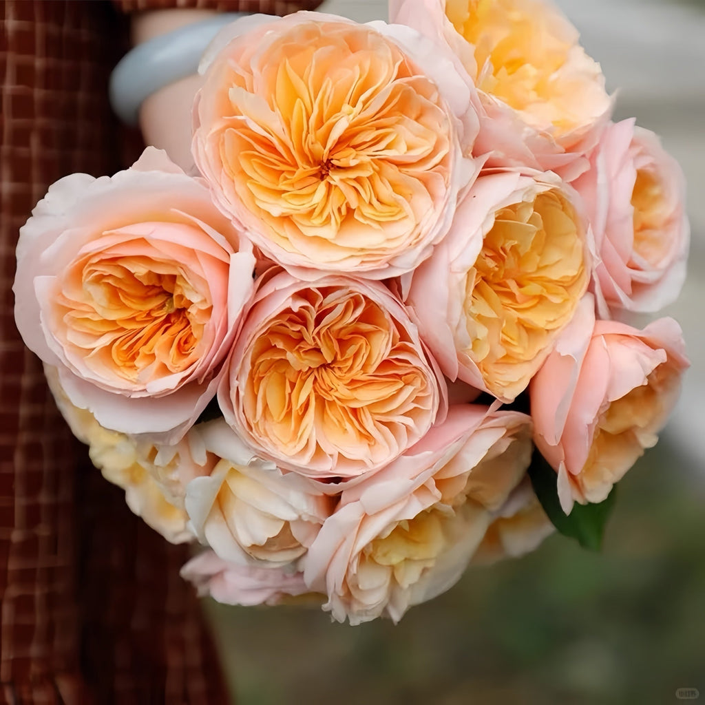 Discover the World’s Most Expensive Flower – The Juliet Rose