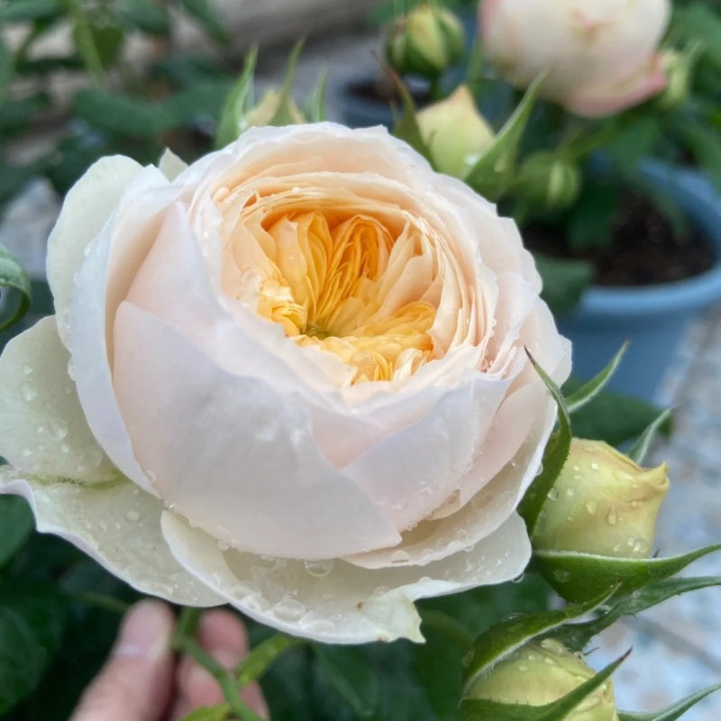 What Is Emma’s Roses Real Name?